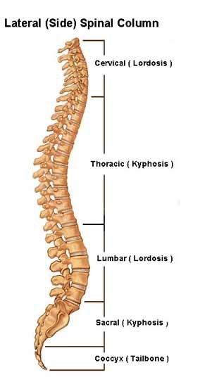 The Spine